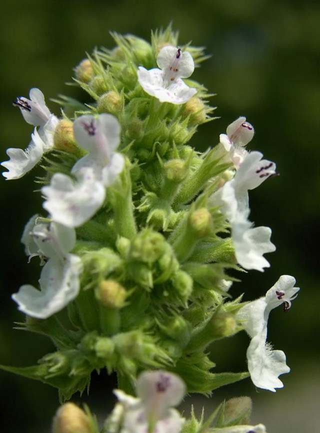 نعناع گربه ای معطر Nepeta cataria Cataria, Catmint Lamiaceae 1